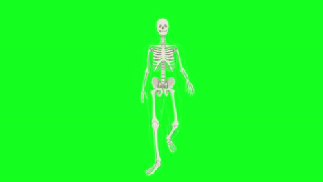 esqueleto humano con silueta de pasos hacia adelante. animación de esqueleto caminante en pantalla verde, fondo de tecla de croma