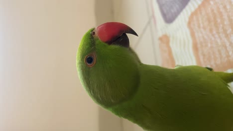 el loro verde inquisitivo en la cama inclinado mirando a su alrededor