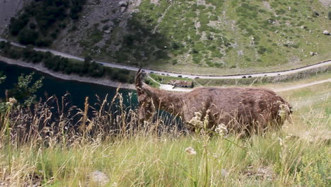 alpine ibex or steinbock or rock goat standing and walking on the grass