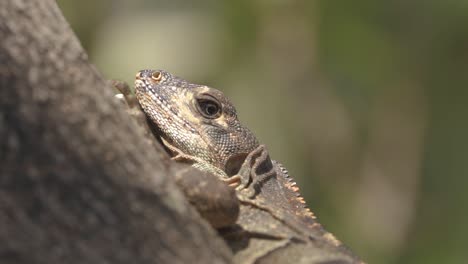 iguana on tree slowly turns head