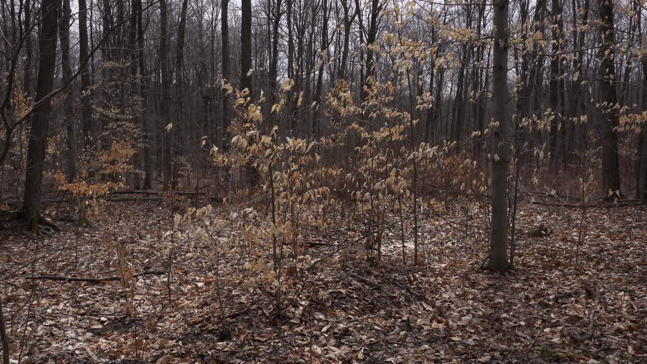 Some truly unique trees that have been frozen by the cold season at the beginning of spring. Around them are leafless trees and dead leaves on the ground.