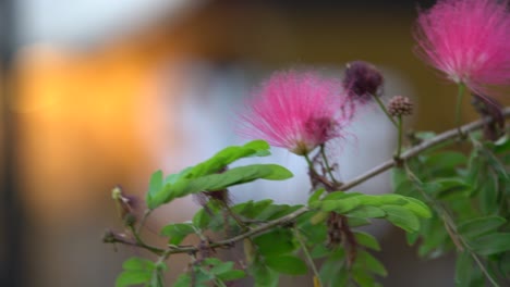 Dos-Rosas-Rosas-Balanceándose-Entre-Plantas-Verdes-Por-La-Tarde-En-Un-Jardín,-Un-Video-Tranquilo-Y-Relajante-En-Un-Jardín-Público-En-El-Cairo,-Egipto