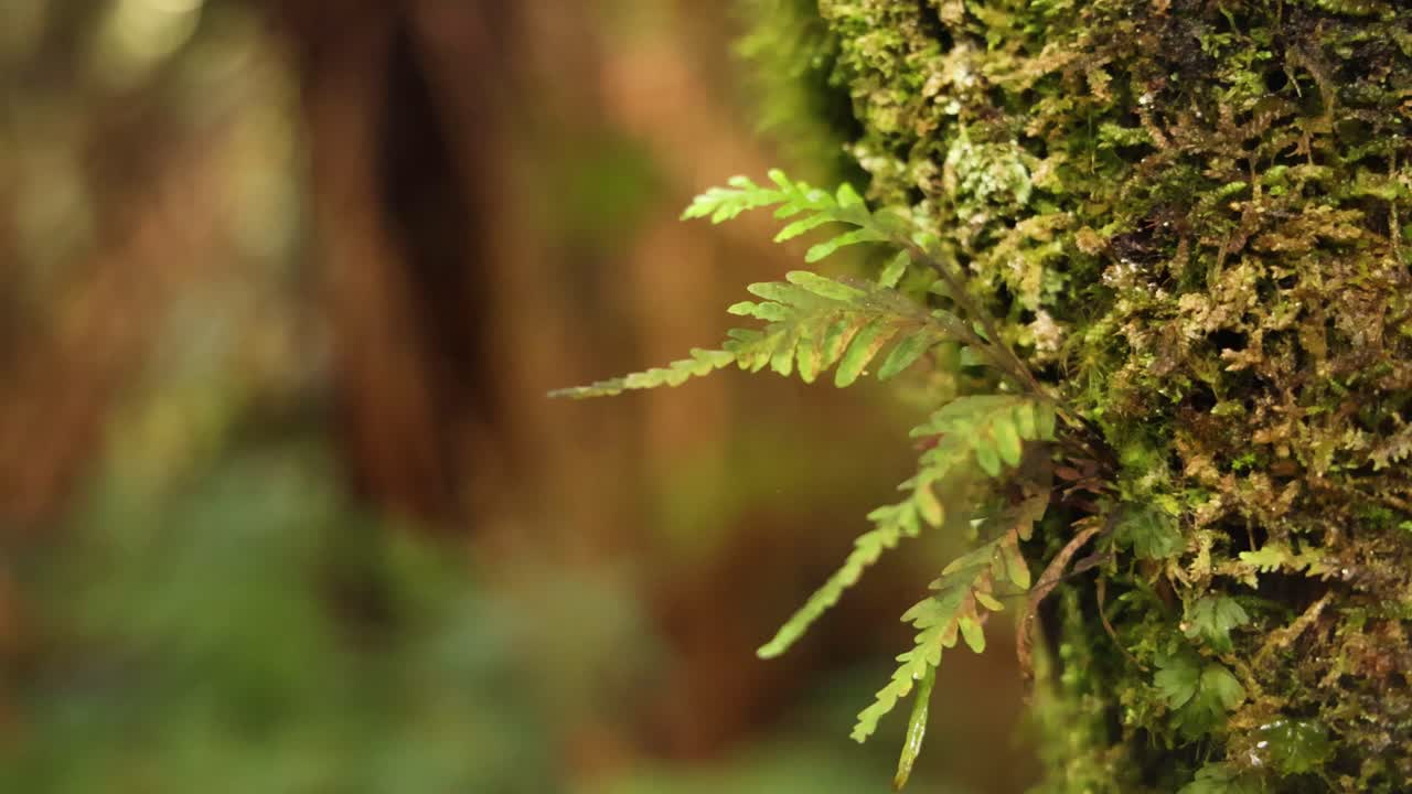 Primo piano di un albero coperto di muschio in una foresta pluviale lussureggiante