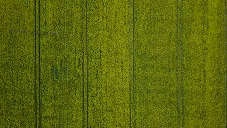 Aerial-flyover-blooming-rapeseed-field,-flying-over-yellow-canola-flowers,-idyllic-farmer-landscape,-beautiful-nature-background,-sunny-spring-day,-drone-dolly-shot-moving-left