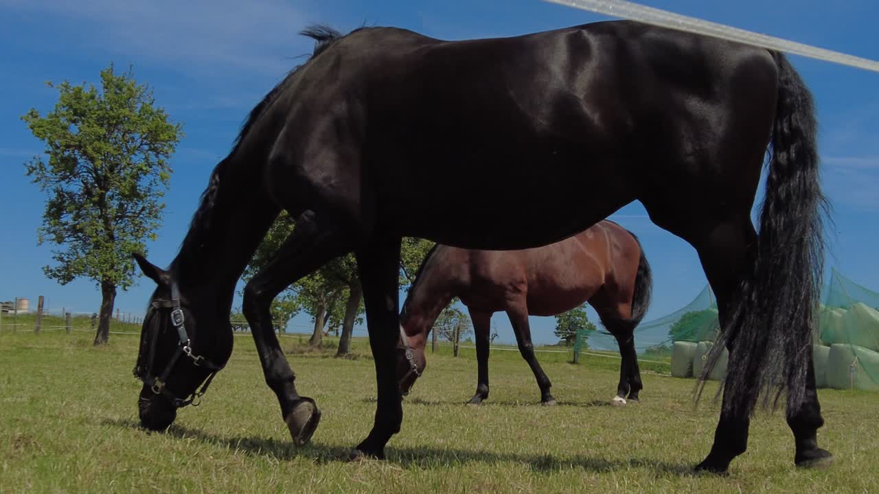caballos de pie en un prado verde y come hierba mientras el sol se pone