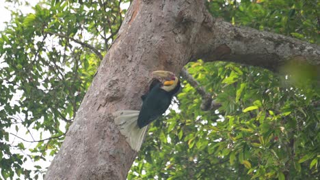 seen flying towards the nest and feeding the individuals inside the nest, wreathed hornbill rhyticeros undulatus, male, thailand