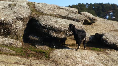 black goat and her cubs on the rocks