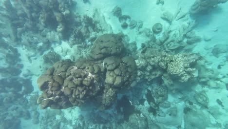 Top-view-Healthy-Coral-Reefs-Underwater-Wonders-of-Los-Roques,-Venezuela