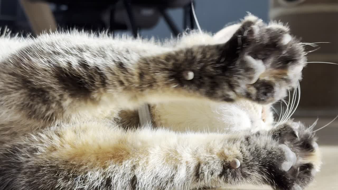 il gatto giace sul pavimento e si rotola intorno