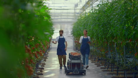 farmers checking vegetables plantation inspecting fresh tomatoes in greenhouse.