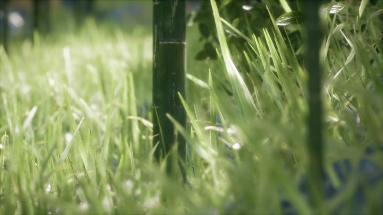 숲 속 의 신선 한 초록 잔디