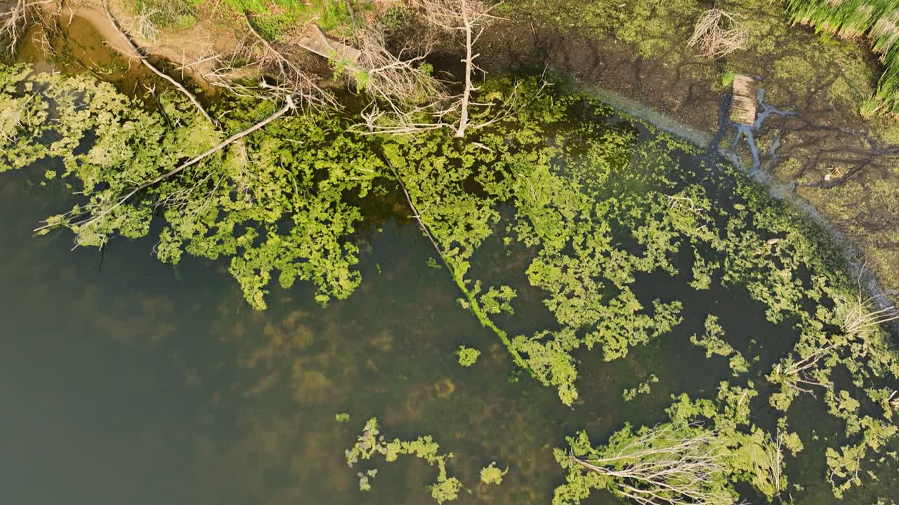 agua pantanosa en la costa salobre del lago mona
