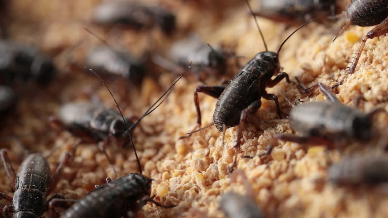 imágenes macro de grillos comiendo su comida que los granjeros les dan de comer