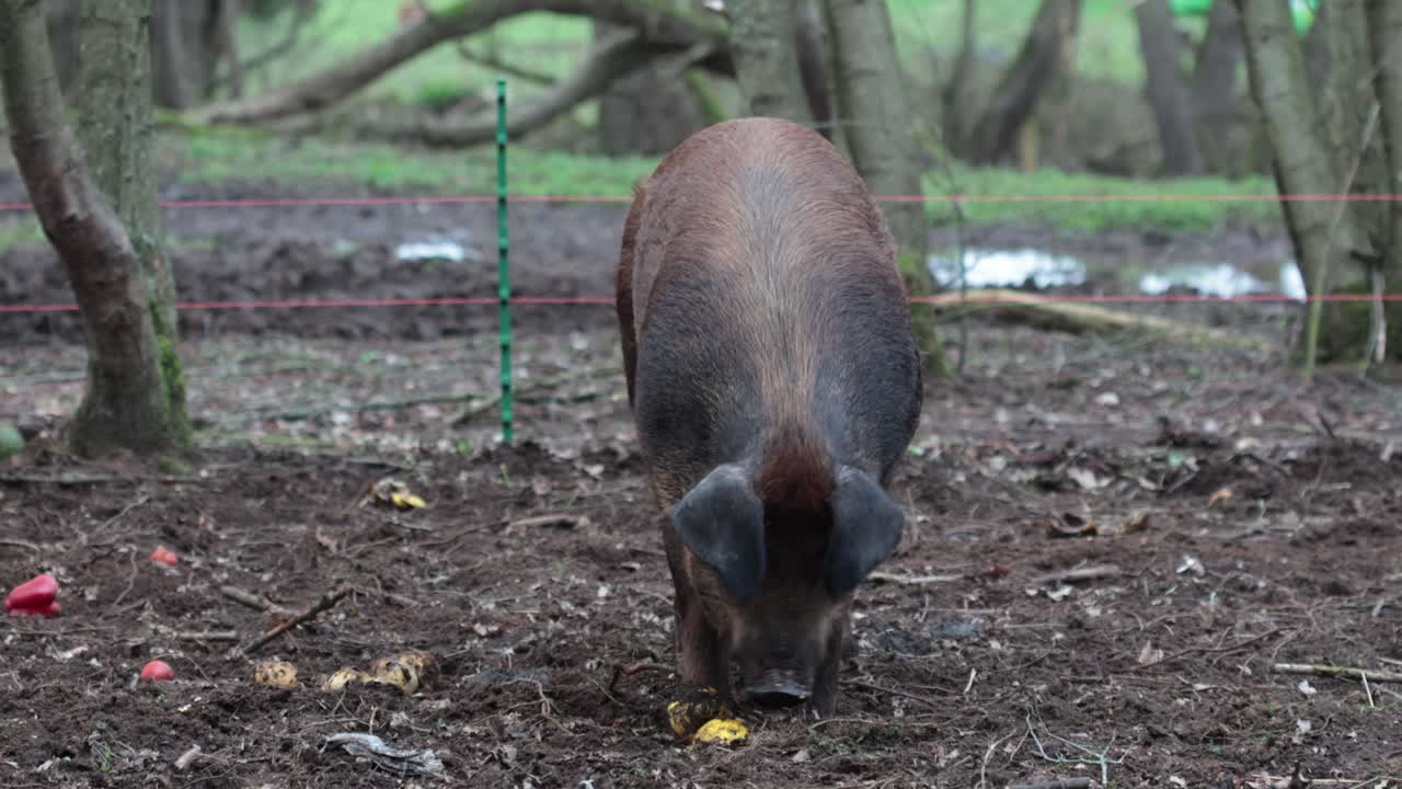 Porco Tamworth de criação livre a forragear por restos de vegetais num piquete. Primavera. Reino Unido.