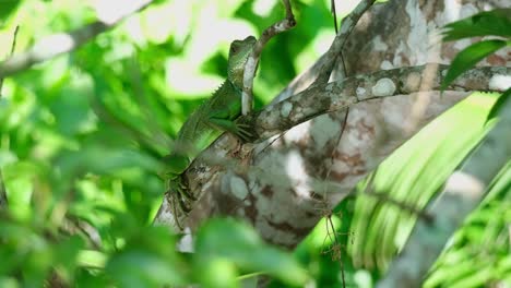 Visto-Descansando-Sobre-Una-Gran-Rama-En-Lo-Profundo-De-La-Espesura-Del-árbol-Mientras-La-Cámara-Hace-Zoom,-Dragón-De-Agua-Chino-Physignathus-Cocincinus,-Tailandia