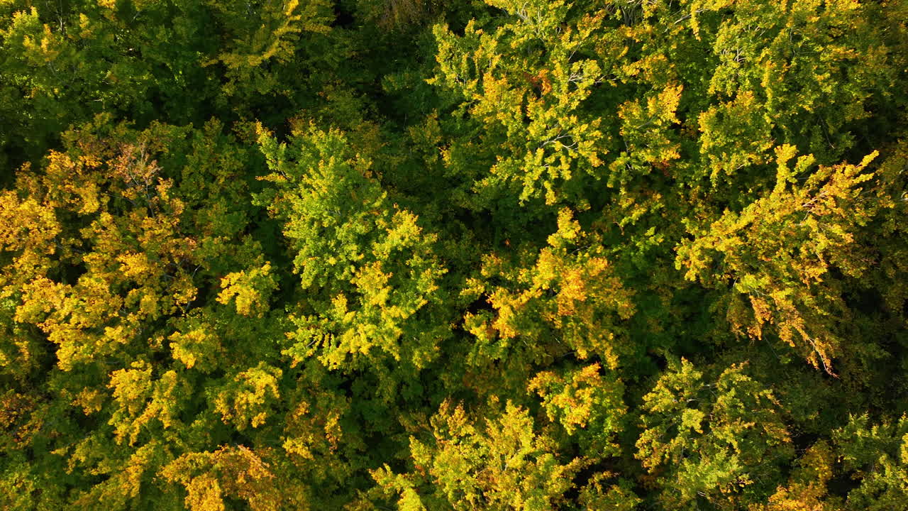 Aerial View of an Autumn Forest