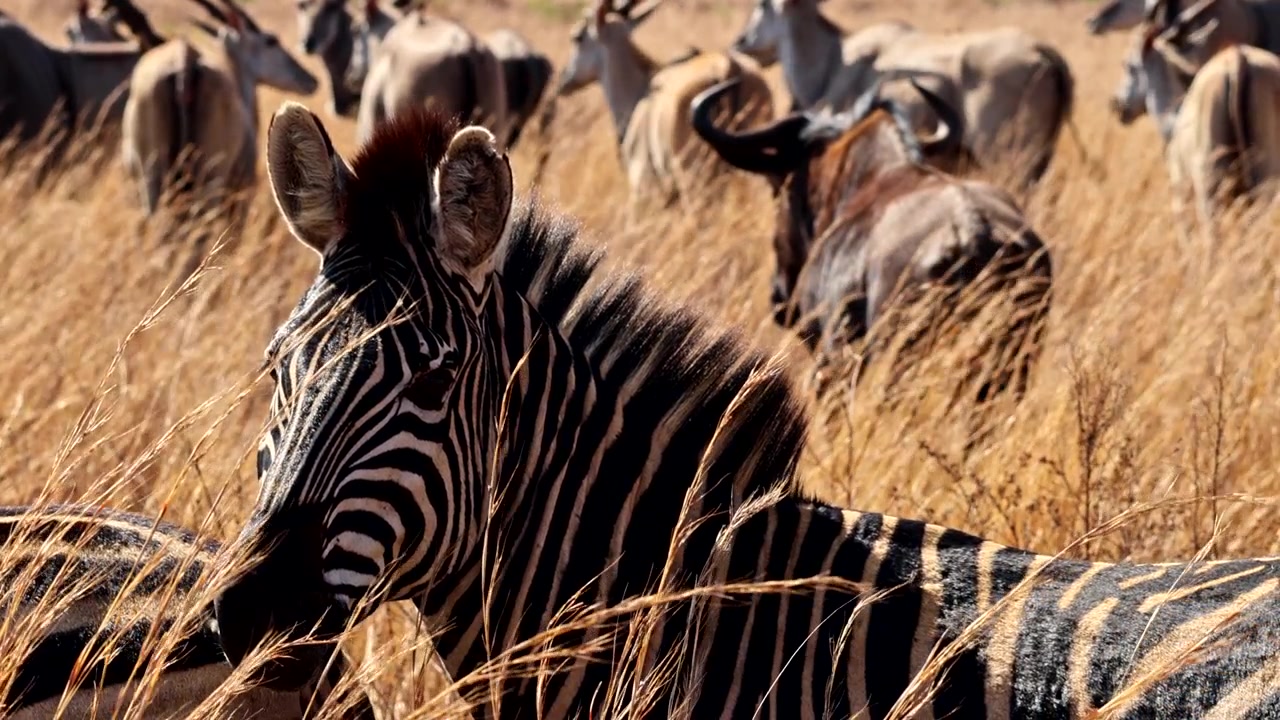 Zebra, Gnu e antilope Eland vigili e cooperativi, in Africa