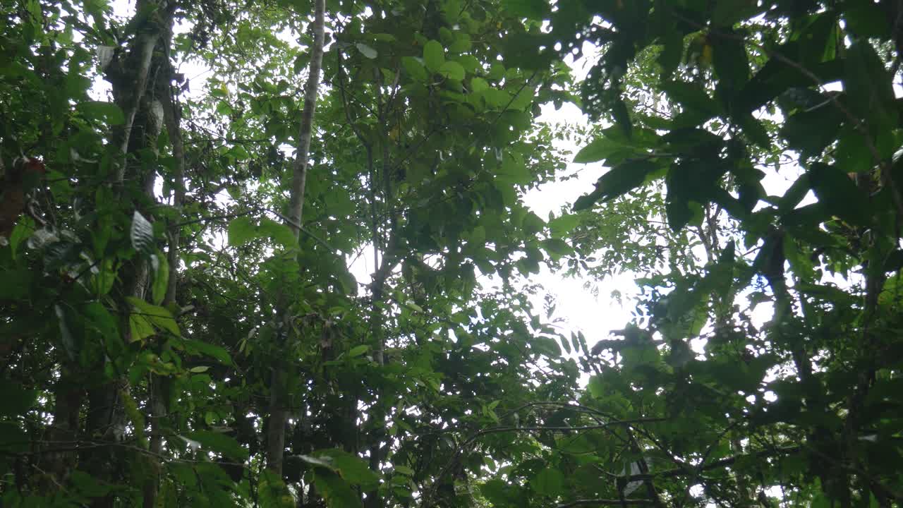 A dramatic low-angle shot captures the towering trees of the Amazon rainforest, their immense trunks stretching skyward into a dense, overcast sky.
