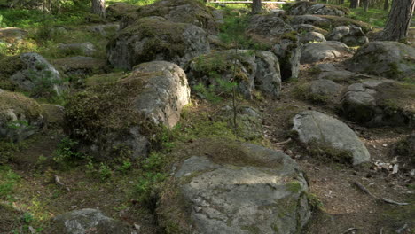 antiguo bosque mixto