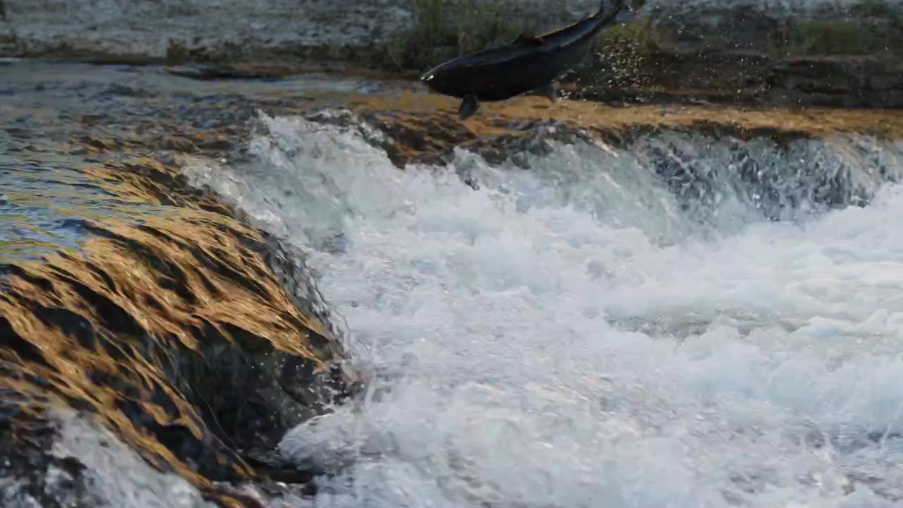 Potente salto di salmone su una piccola cascata fluviale durante la migrazione annuale in Ontario. Il rallentatore rivela l'intenso impatto del corpo del pesce contro lo spruzzo d'acqua bianca e agitata.