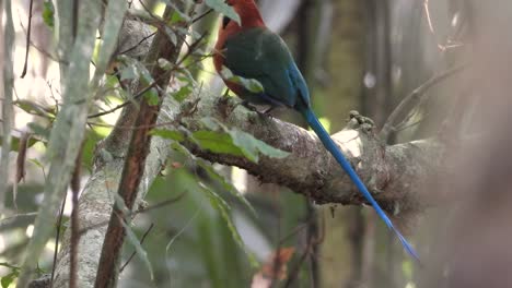 motmot de pico ancho encaramado escondido en la rama de un árbol del bosque moviendo su llamativo plumaje de cola azul
