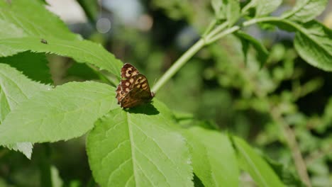 borboleta de madeira manchada em folhagem verde em um dia ensolarado