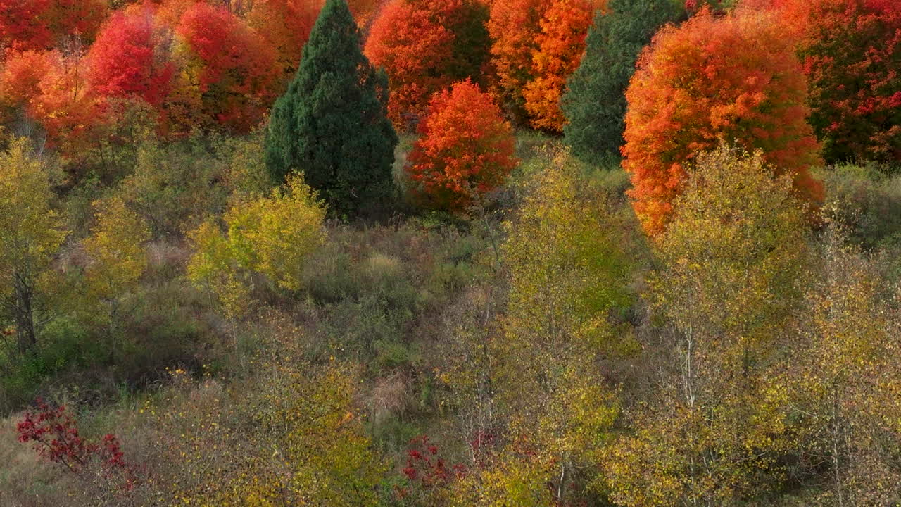 drone cinematográfico aéreo caída impresionante cálido estallido colores coloridos rojo naranja amarillo verde espeso árbol de áspero ranura bosque gran targhee paso idaho gran tetones parque nacional paisaje movimiento hacia arriba