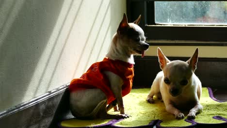 perro chihuahua bañándose en el sol
