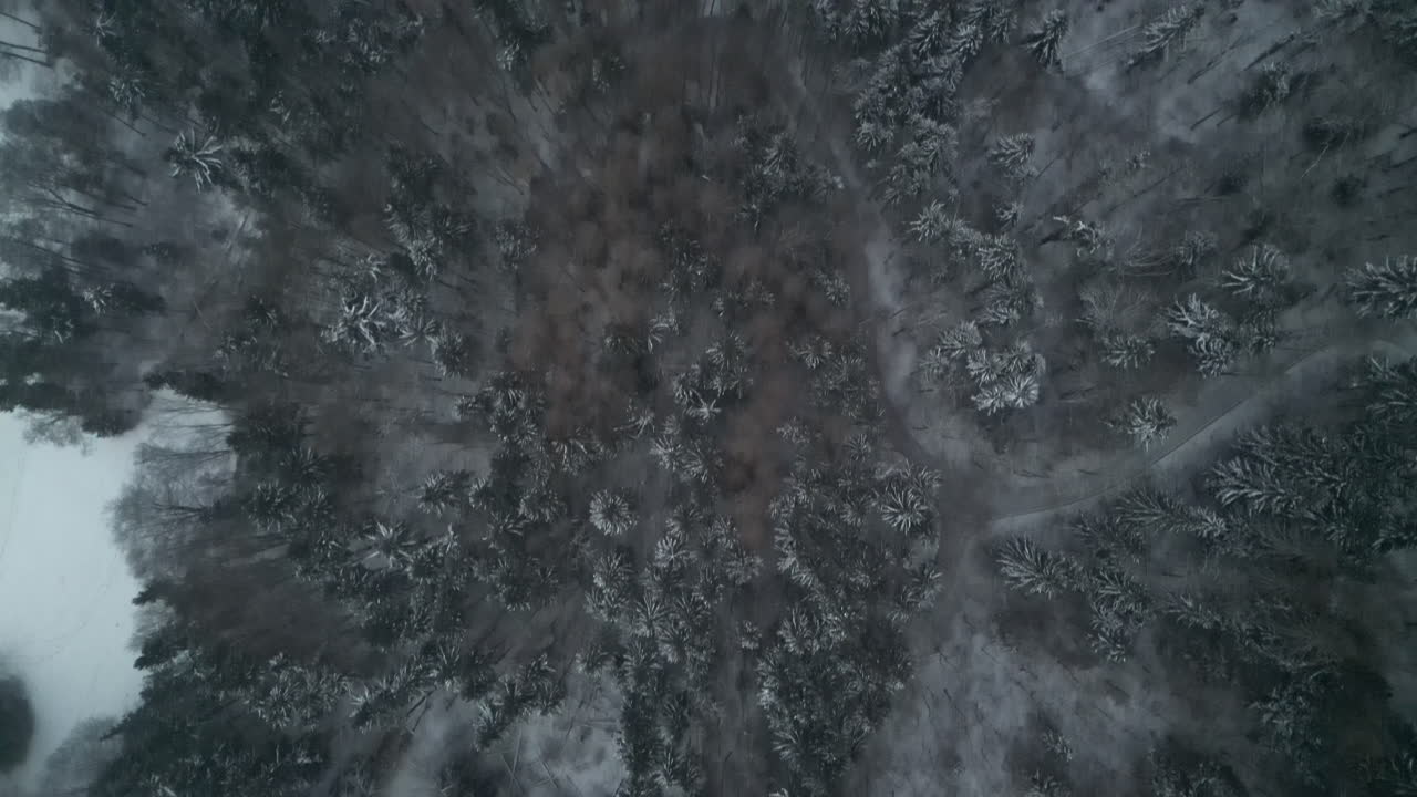 лес зимой с высоты птичьего полета, цюрих, швейцария