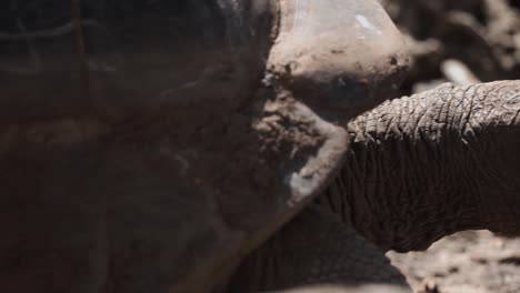 tortuga muy activa, caminando con una hoja que cae de su boca completamente cubierta de barro seco en un entorno árido con luz solar natural