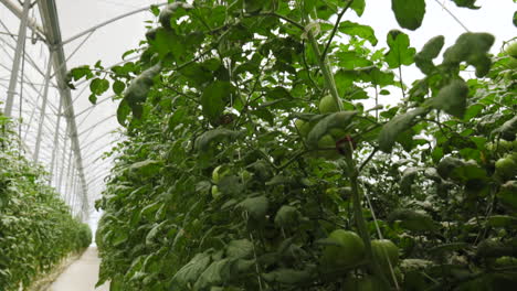 Close-up-Dolly-shot-of-ripening-tomatoes-on-the-vine-in-a-greenhouse