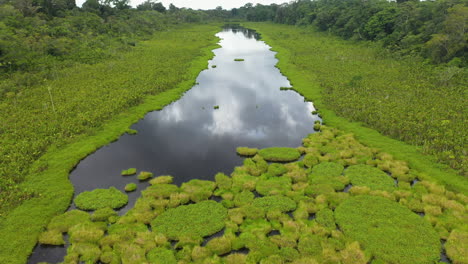 Filmische,-Aufschlussreiche-Drohnenaufnahme-Des-üppigen-Laubs,-Das-Am-Amazonas-In-Peru-Wächst