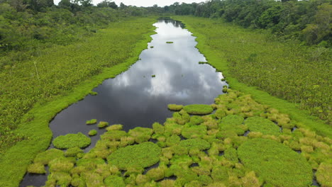 cinemática reveladora toma de drones del exuberante follaje que crece en el río amazonas en perú