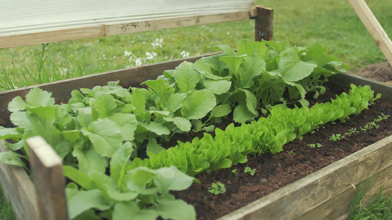 Opening up raised garden bed lid revealing radish, lettuce, parsley - turnip