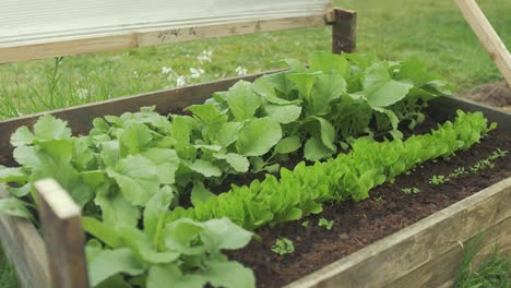 opening up raised garden bed lid revealing radish, lettuce, parsley - turnip