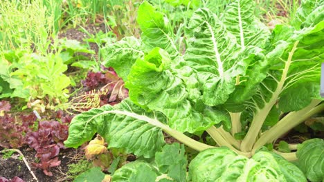 el viento sopla enormes hojas de repollo cabeza de tambor verde variedad arrugada verdura crucíferas