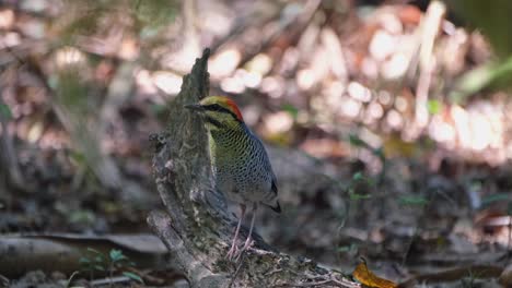 descansando en un tronco mientras se mueve un poco, pitta azul hydrornis cyaneus, tailandia