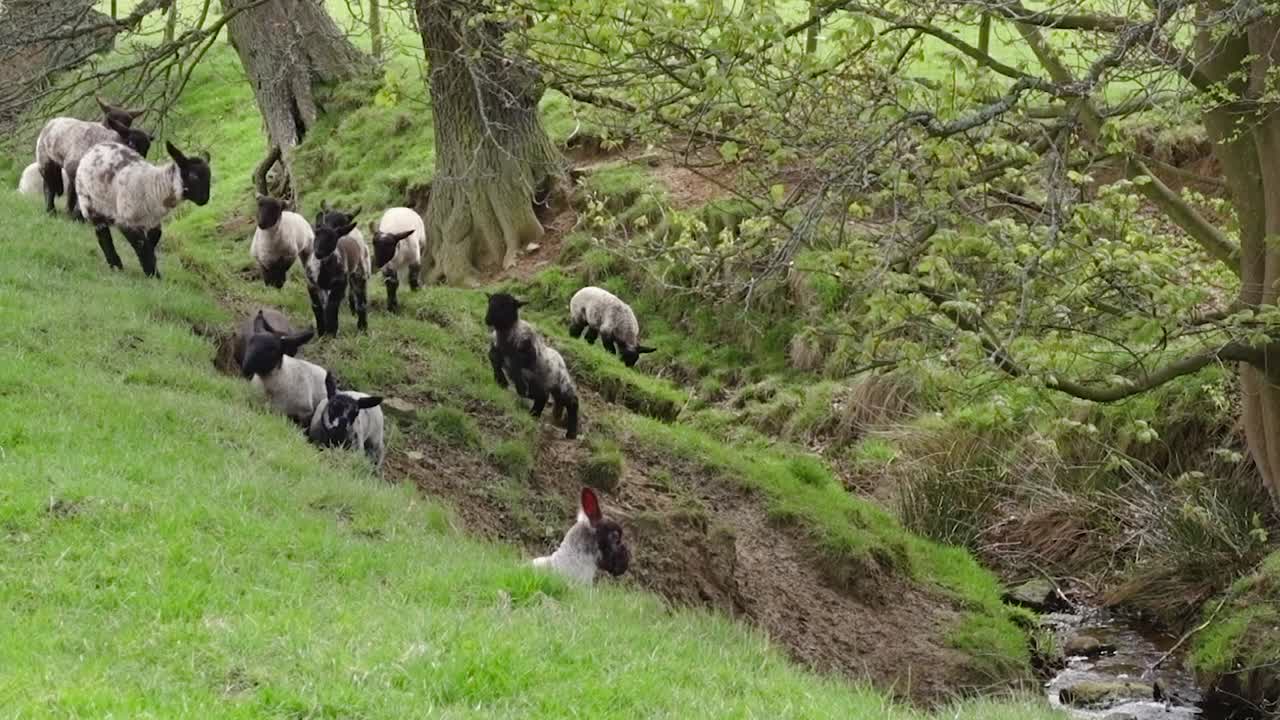 풀이 무성한 은행에서 노는 봄 양