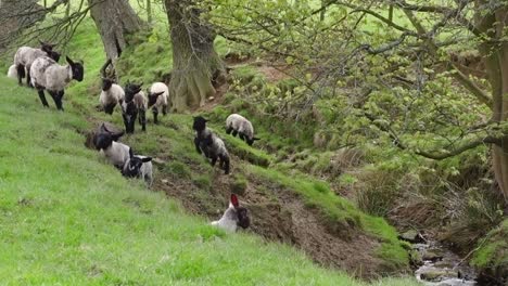 spring lambs playing on a grassy bank