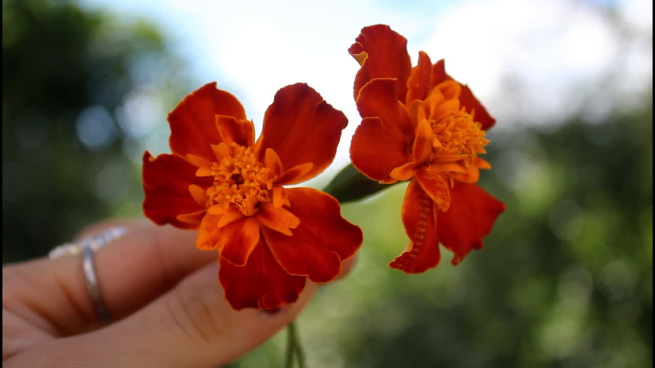 손 에 오렌지색 마리골드 꽃 두 개