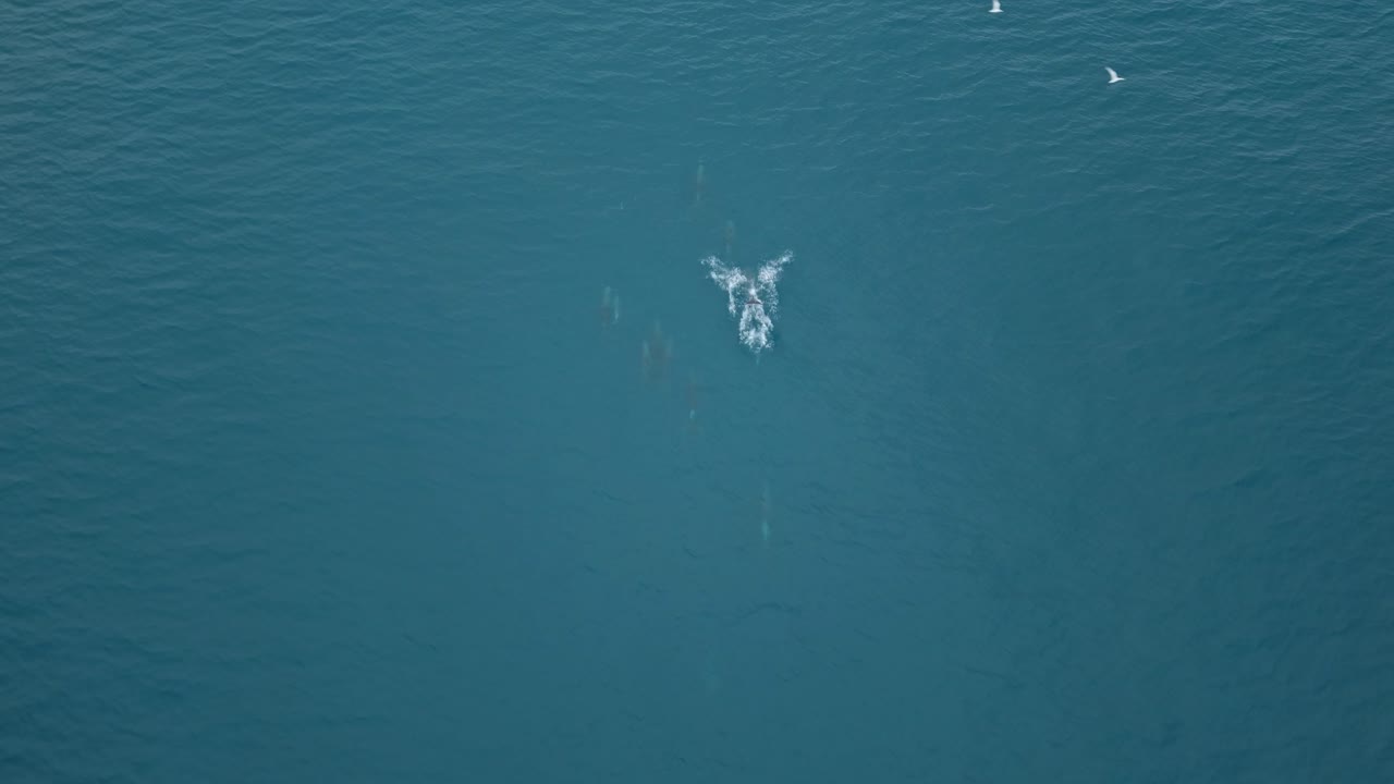 Whales swim off Santa Marianita beach, Ecuador, a kitesurfing paradise