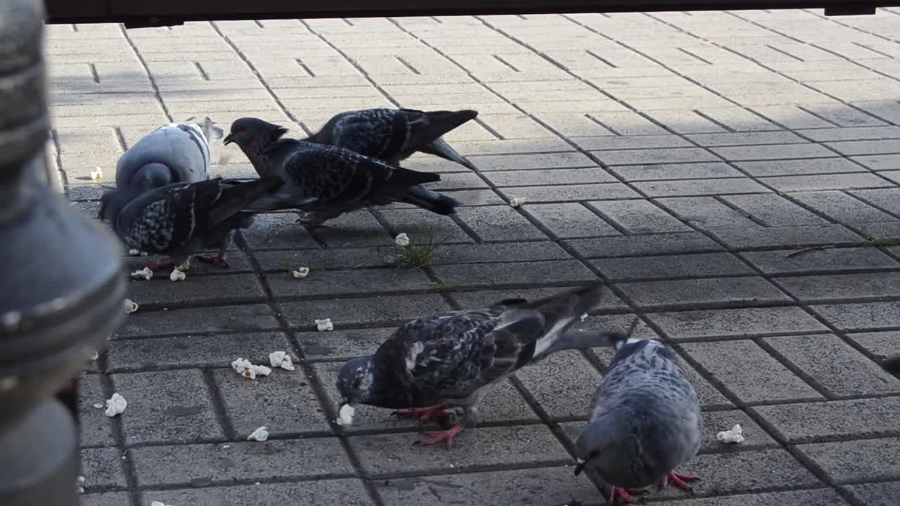 음식 을 위해 싸우는 비둘기 무리, 주린 비둘기 들 이 팝콘 을 먹는 것