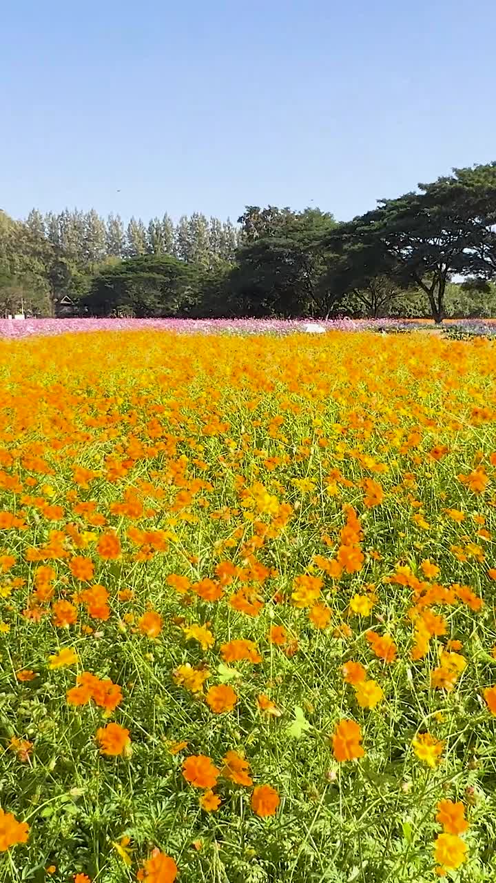 Fiori colorati sbocciano sotto cieli azzurri e limpidi