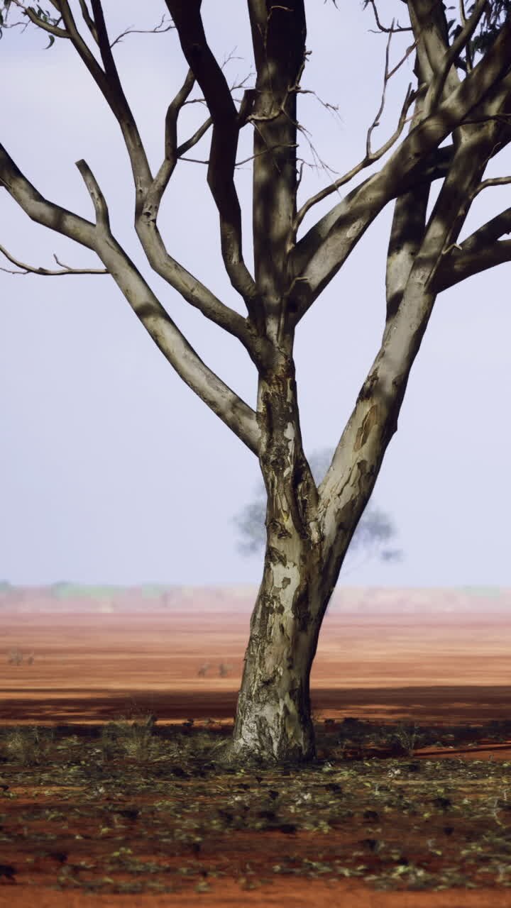 Un albero solitario in un paesaggio di terra rossa in una località remota durante il giorno.