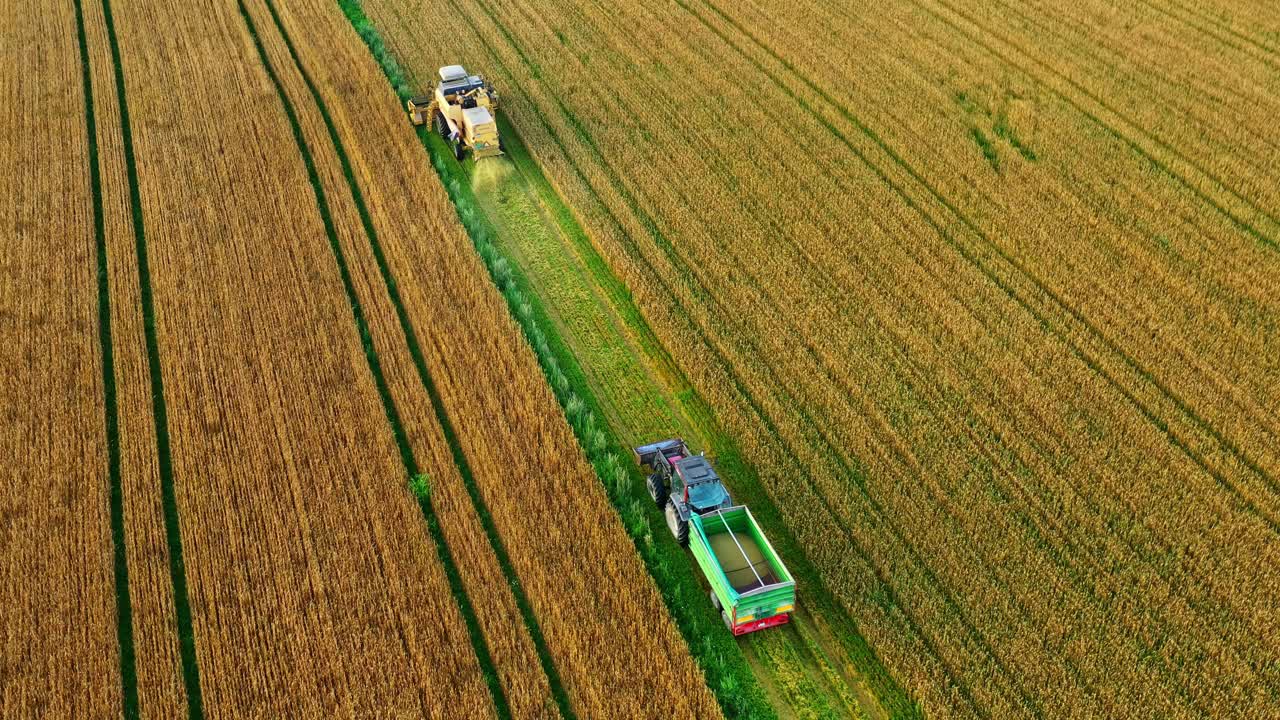 Video aereo di una mietitrebbia e un trattore al lavoro in un campo di grano durante il raccolto estivo