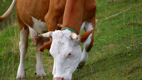 European-white-and-brawn-cow-with-horns-filmed