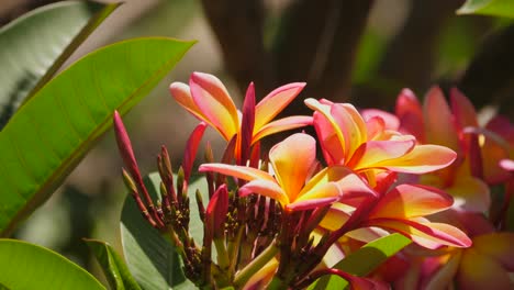 close up of vibrant yellow and pink frangipani flowers in full bloom