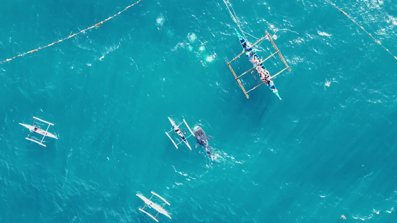 스노클링을 위해 고래 상어에게 먹이를 주는 관광 보트, 관광객들로 가득 찬, 드론 뷰