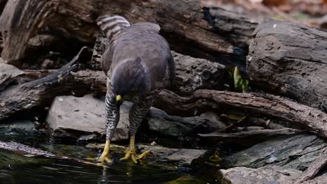 The-Crested-Goshawk-is-one-of-the-most-common-birds-of-prey-in-Asia-and-belonging-to-the-same-family-of-eagles,-harriers