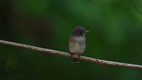 Dark-sided-Flycatcher-or-Muscicapa-sibirica,-Perched-on-a-vine-inside-the-forest-looking-around-and-then-flies-away,-Chonburi,-Thailand